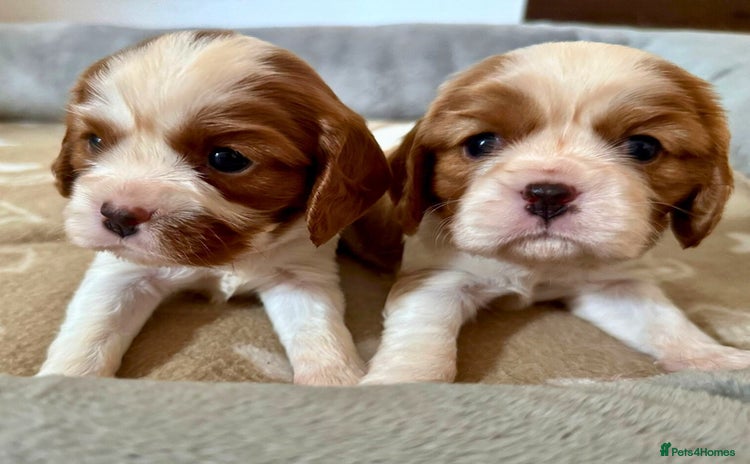 Cavalier King Charles Spaniel dogs - Advert 6