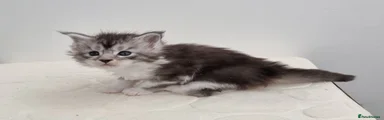 Silver and white male 