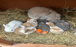 Netherland Dwarf rabbits for sale: Beautiful Mini lop and Netherland dwarf bunnies  - Advert 23