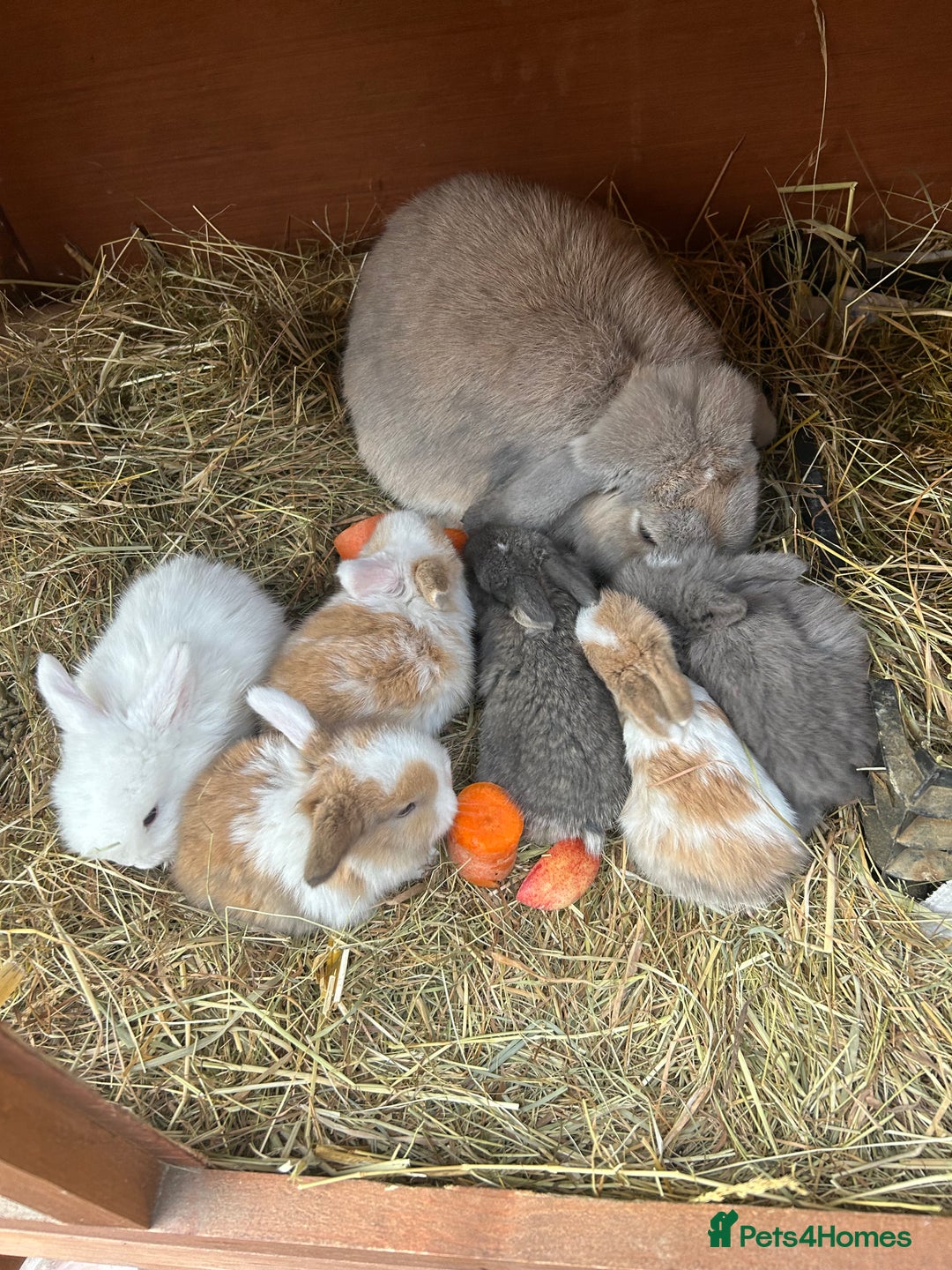 Netherland Dwarf rabbits for sale: Beautiful Mini lop and Netherland dwarf bunnies  - Advert 23
