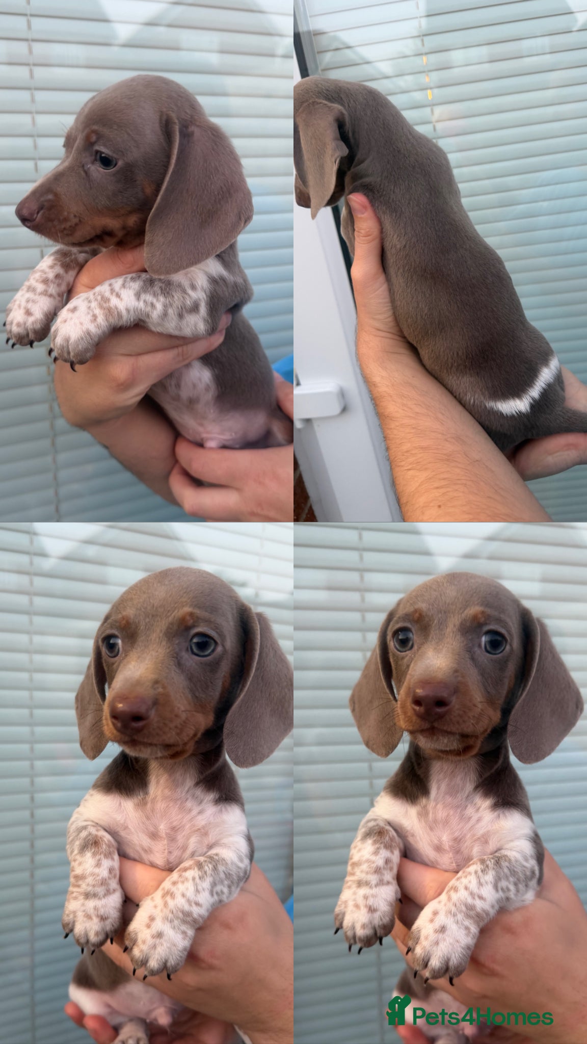 Dachshund dogs Dachshund Isabella piebald boy 💙 - Advert 16