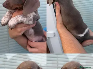 Dachshund dogs Dachshund Isabella piebald boy 💙 - Advert 1
