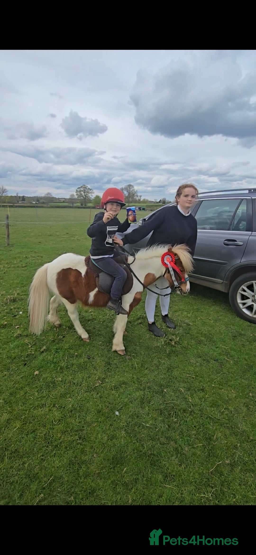 Shetland pony horses for sale: Teddy the super shetland  - Image 2