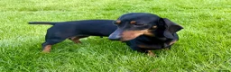Miniature Dachshund dogs for sale: Our mini dachshund litter has arrived in Cheltenham - Advert 16
