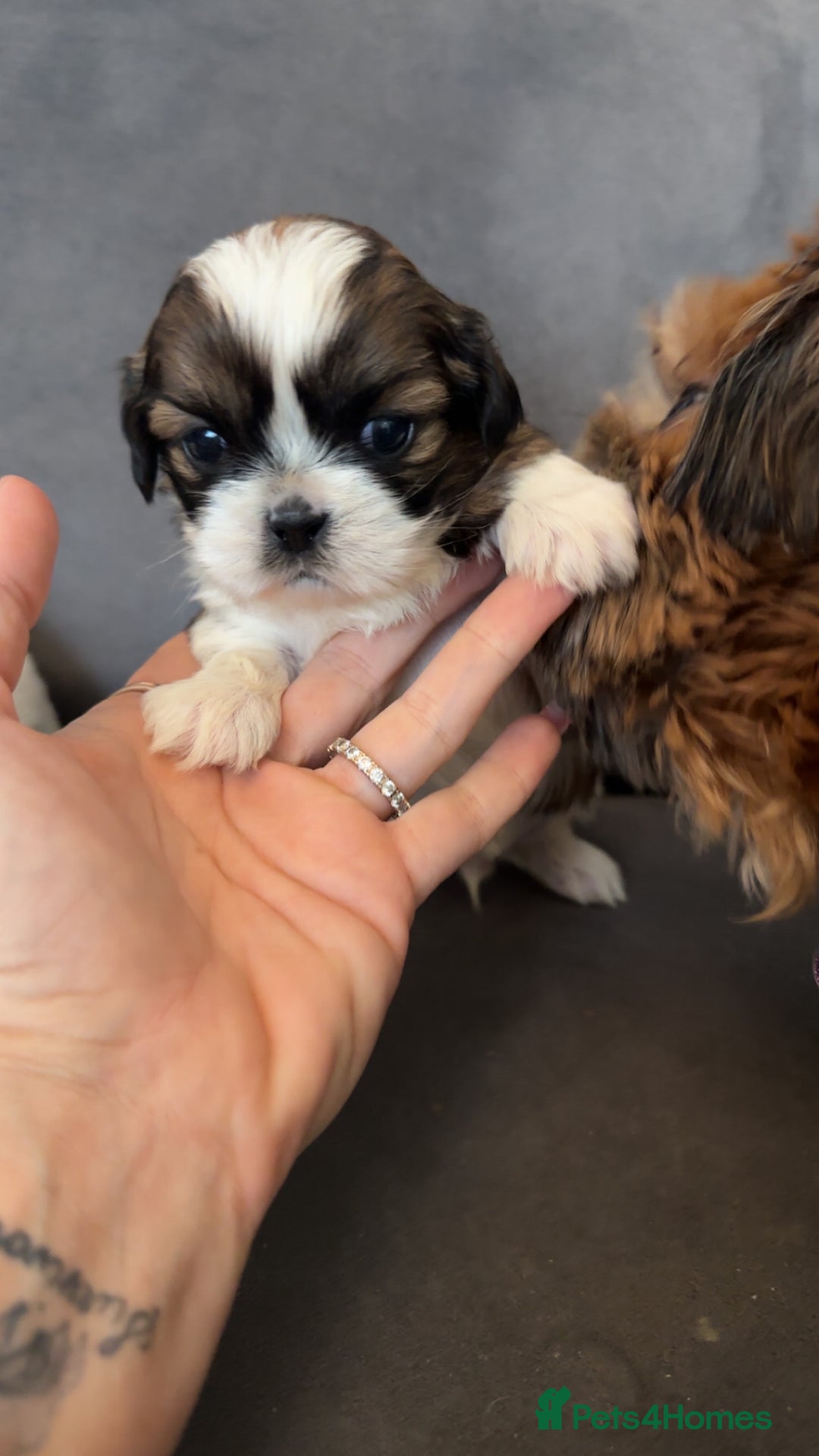 Shih Tzu dogs for sale: Stunning imperial shih tzu puppies  - Advert 12