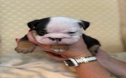 English Bulldog dogs for sale: English Bulldog - Image 4