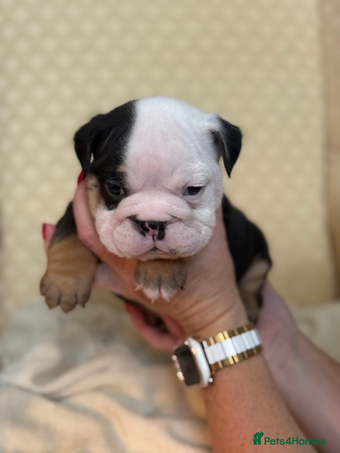 English Bulldog dogs for sale: English Bulldog - Image 4