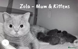British Shorthair cats for sale: 🐾 Champion Line Blue BSH Kittens GCCF Active 🐾  - Image 29