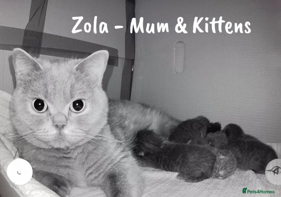 British Shorthair cats for sale: 🐾 Champion Line Blue BSH Kittens GCCF Active 🐾  - Image 29