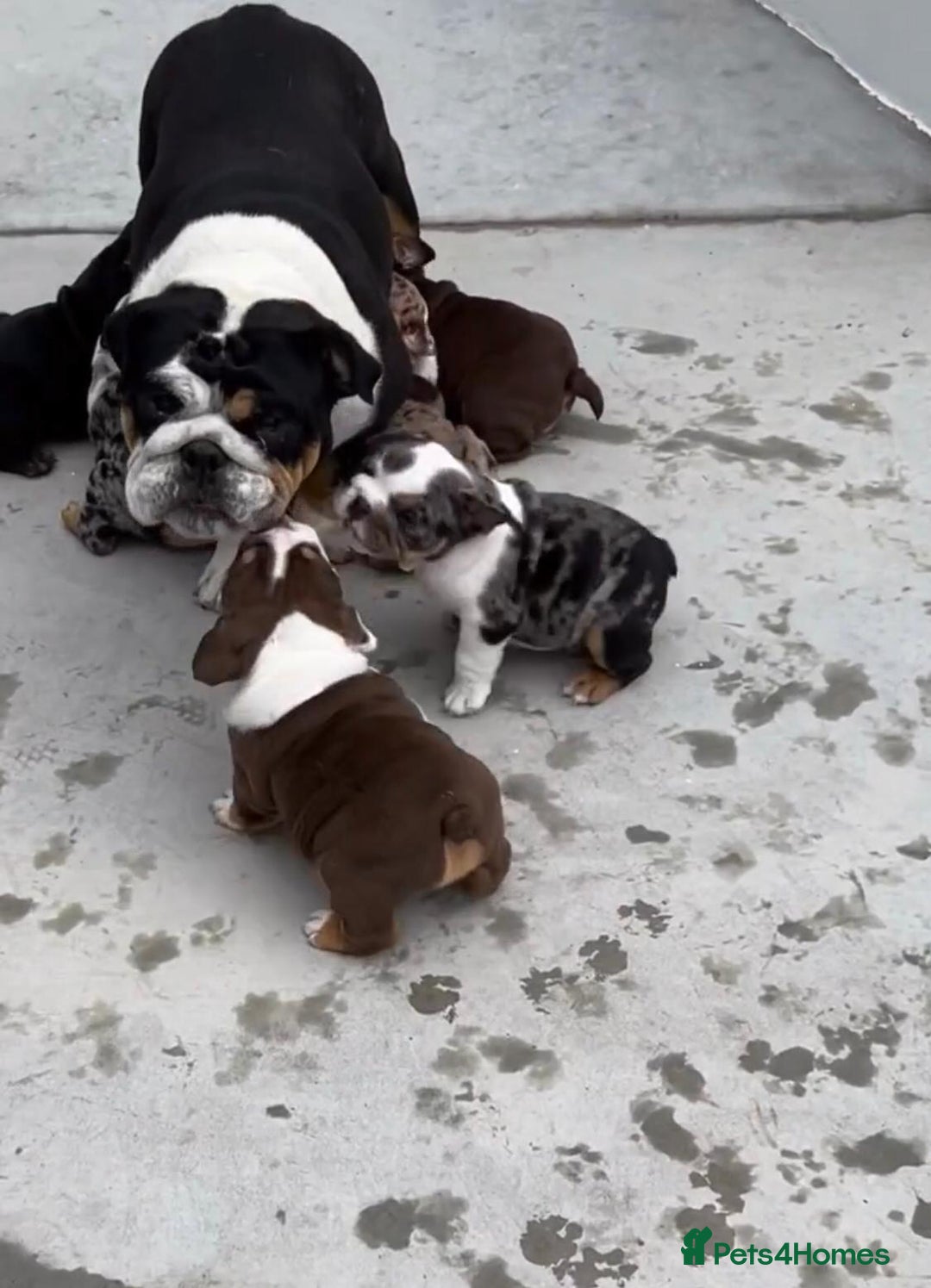 English Bulldog dogs for sale: Beautiful English bulldog puppies  - Advert 2