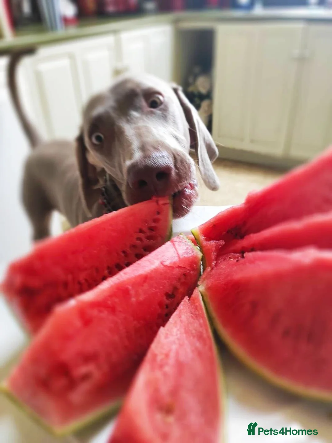 Weimaraner dogs for stud: 🔥super stud🔥Hipscored🔥KC reg in Woodbridge - Advert 35