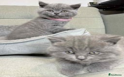 British Shorthair cats for sale: Chunky British Shorthair Blue Kittens 🐱💙 - Image 19