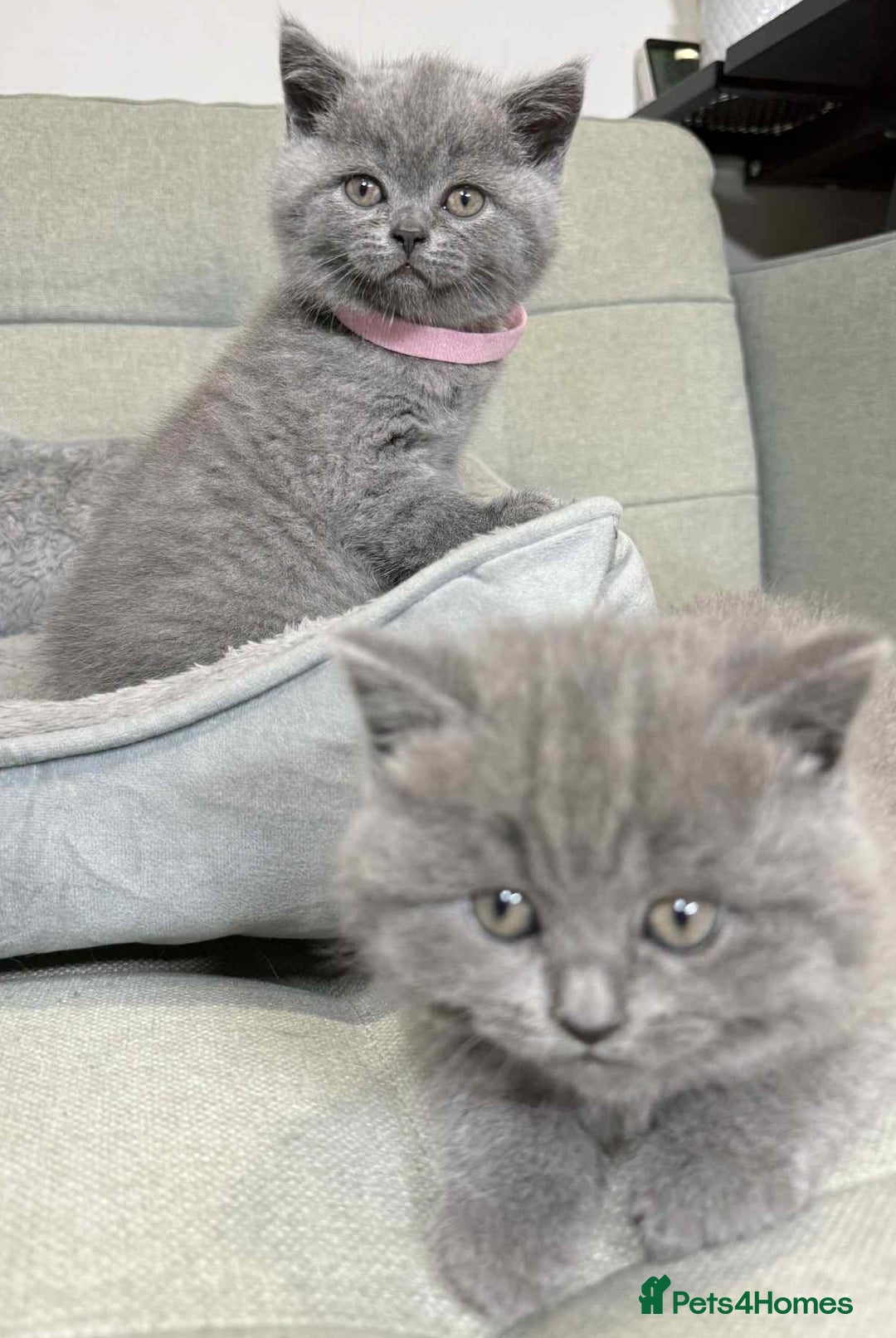 British Shorthair cats for sale: Chunky British Shorthair Blue Kittens 🐱💙 - Image 19
