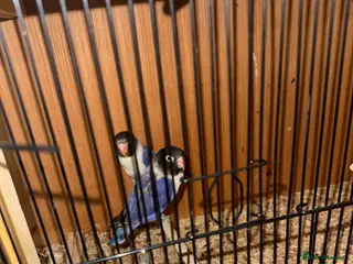 Canaries birds Birds for sale budgies, canaries ect - Advert 5