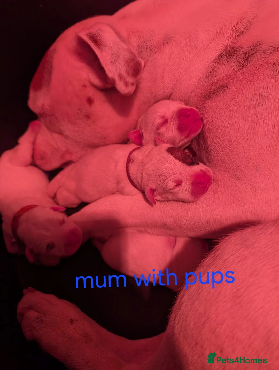 Mixed Breed dogs for sale: Irish Staffy x American bulldog puppies  - Advert 2