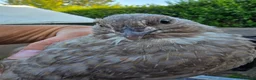 Quail poultry for sale: Group of Male Quail  in Nottingham - Advert 1