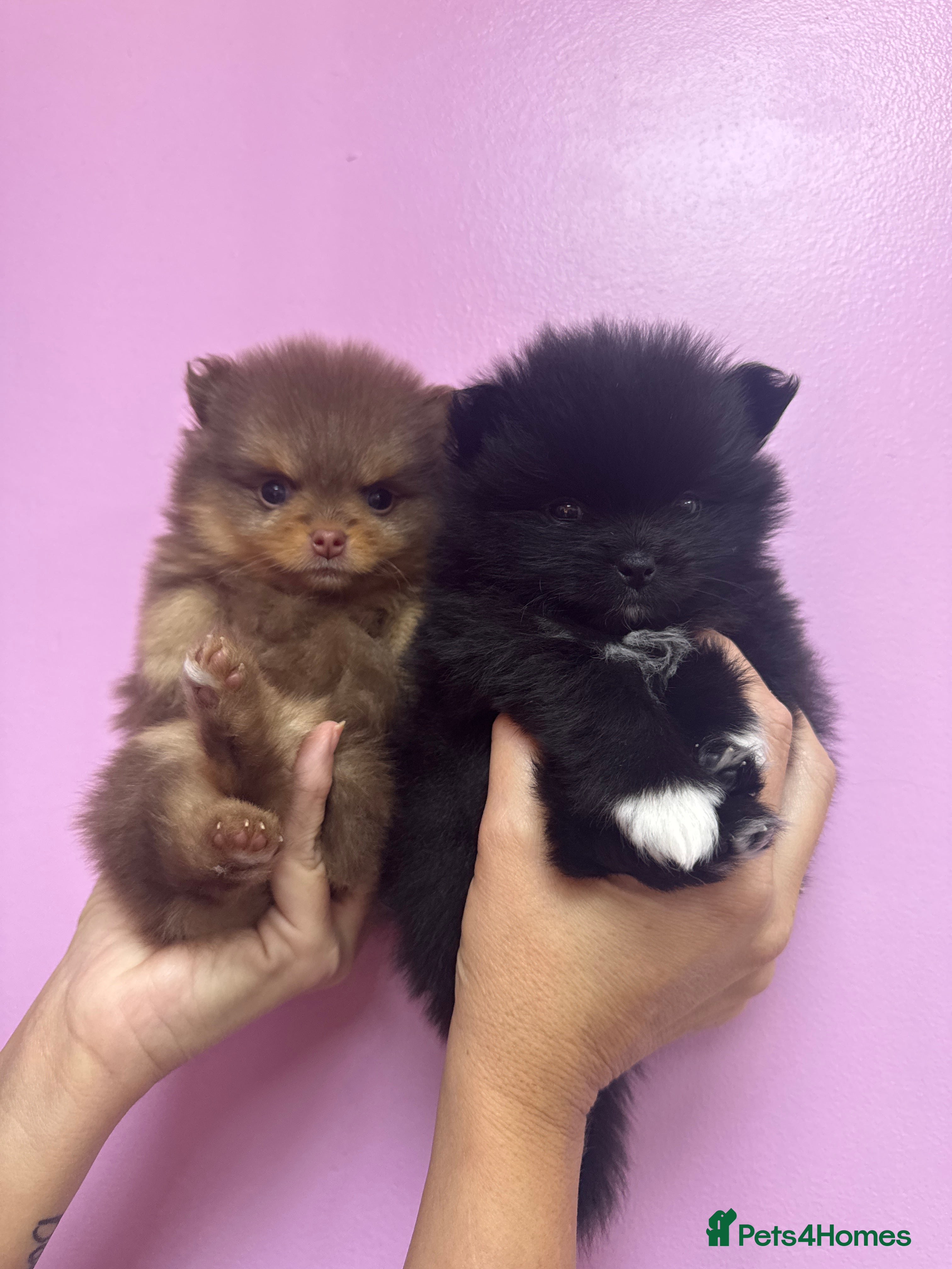 Pomeranian dogs Pomeranian  - Advert 17