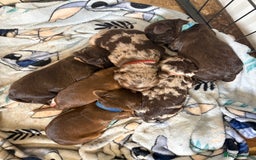 Cocker Spaniel dogs for sale: Cocker spaniel puppies - AVAILABLE 01/01/26  - Image 8