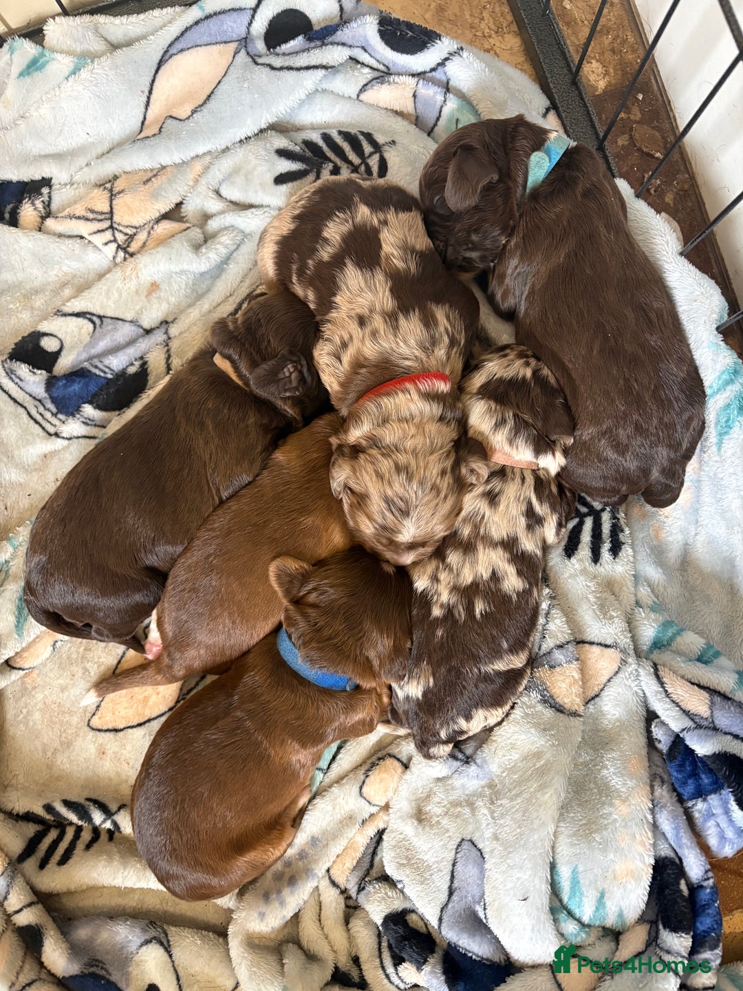 Cocker Spaniel dogs for sale: Cocker spaniel puppies - AVAILABLE 01/01/26  - Image 8