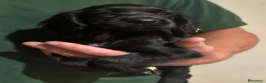 Black bitch 