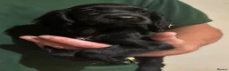 Cocker Spaniel dogs for sale: Black KC Registered Cocker Spaniel Bitch Ready Now - Advert 4