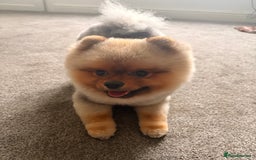 Pomeranian dogs for stud: 🐾 Handsome Pomeranian Stud – Meet Ice 🧊 - Image 2