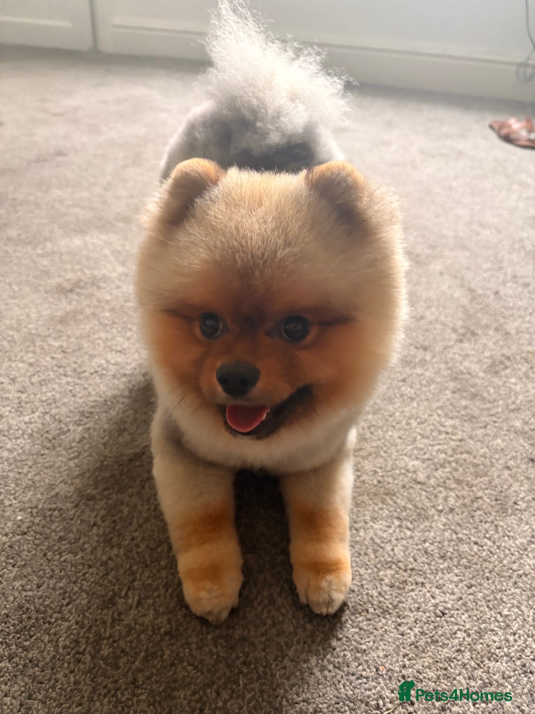 Pomeranian dogs for stud: 🐾 Handsome Pomeranian Stud – Meet Ice 🧊 - Image 2