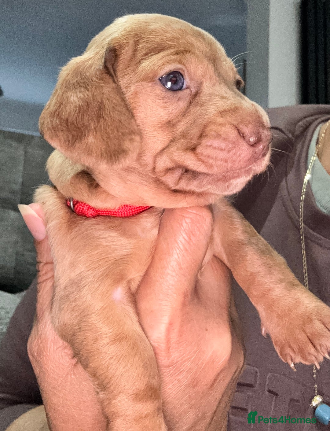 Miniature Dachshund dogs for sale: Beautiful KC Reg Miniature Dachshund Puppies - Image 25