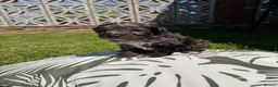 Cockapoo dogs for sale: Cockapoo puppies - Advert 9