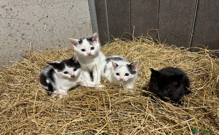 Mixed Breed cats - Advert 2