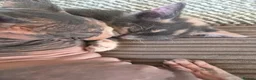 Mixed Breed cats for sale: Half pedigree bambino sphynx half bombay black ! in Tring - Advert 6
