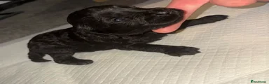 Cockapoo Puppy 1