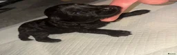 Cockapoo dogs for sale: Stunning f1b cockapoos  in Durham - Advert 9