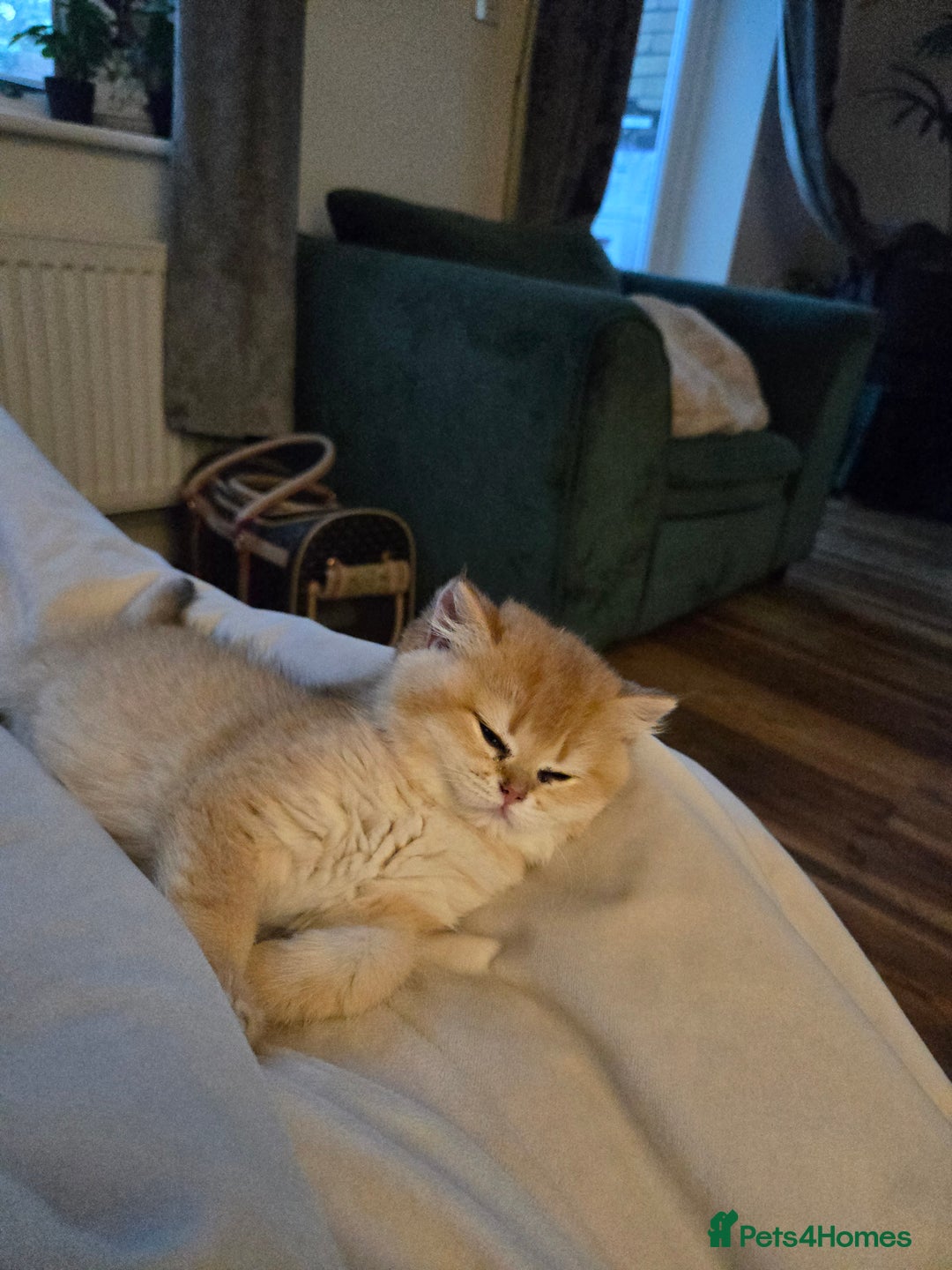 British Shorthair cats for sale: Beautiful Ruby - Advert 11