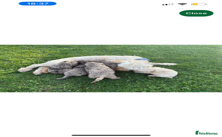 Cockapoo dogs - Advert 11