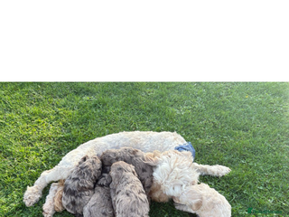 Cockapoo dogs for sale - Advert 1