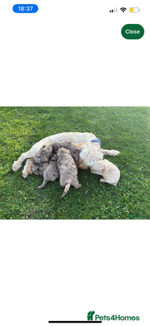 Cockapoo dogs - Advert 11