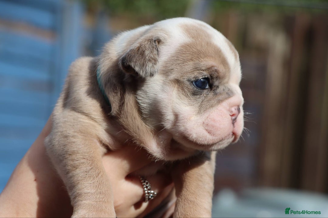 English Bulldog dogs for sale: English bulldogs - Image 5