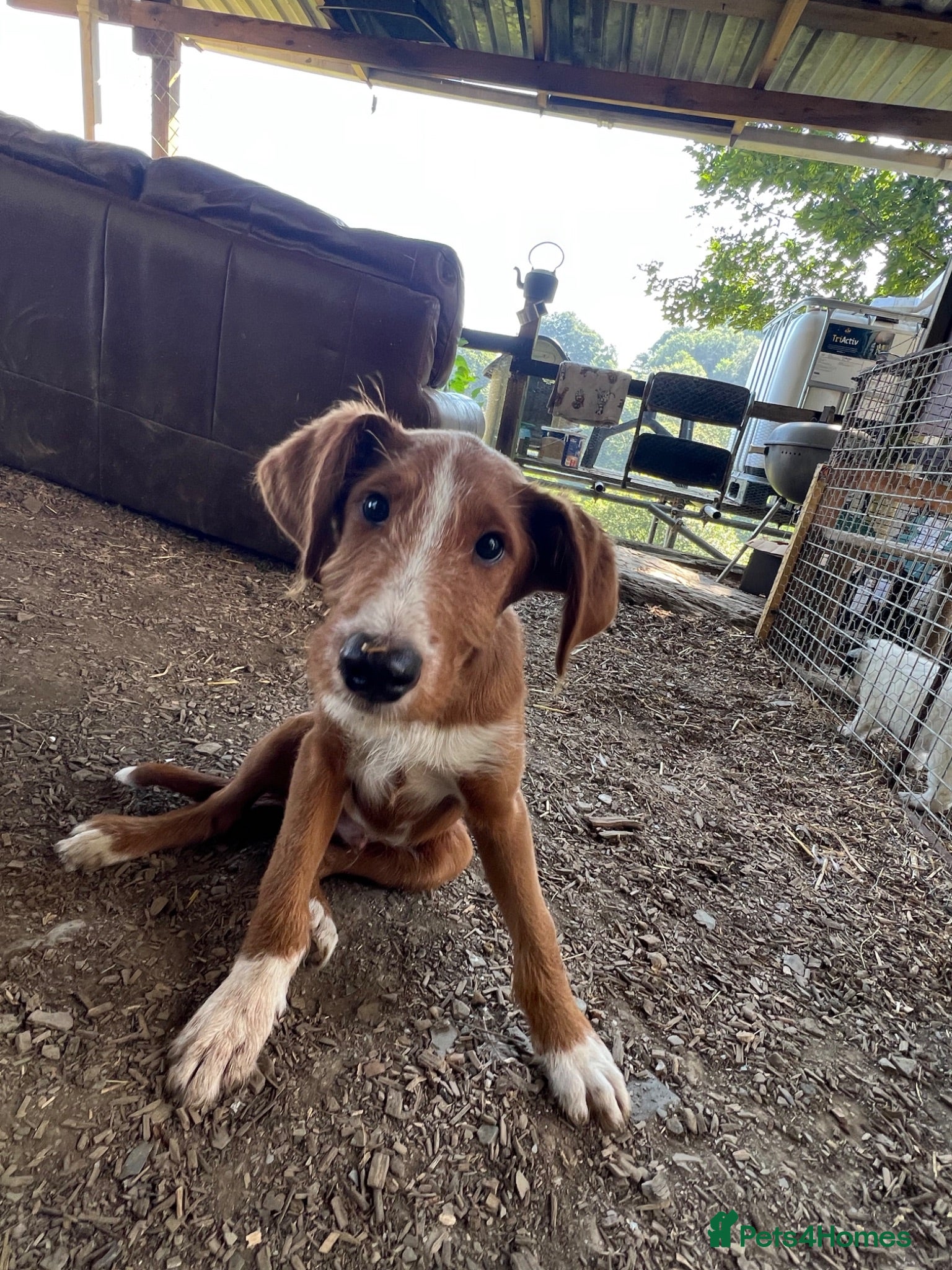 Bordoodle dogs Last boy ready to be your very best friend  - Advert 2