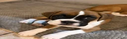 Boxer dogs for sale: Beautiful boxer puppies, 1 Male and 1 Girl -Tailed - Advert 9