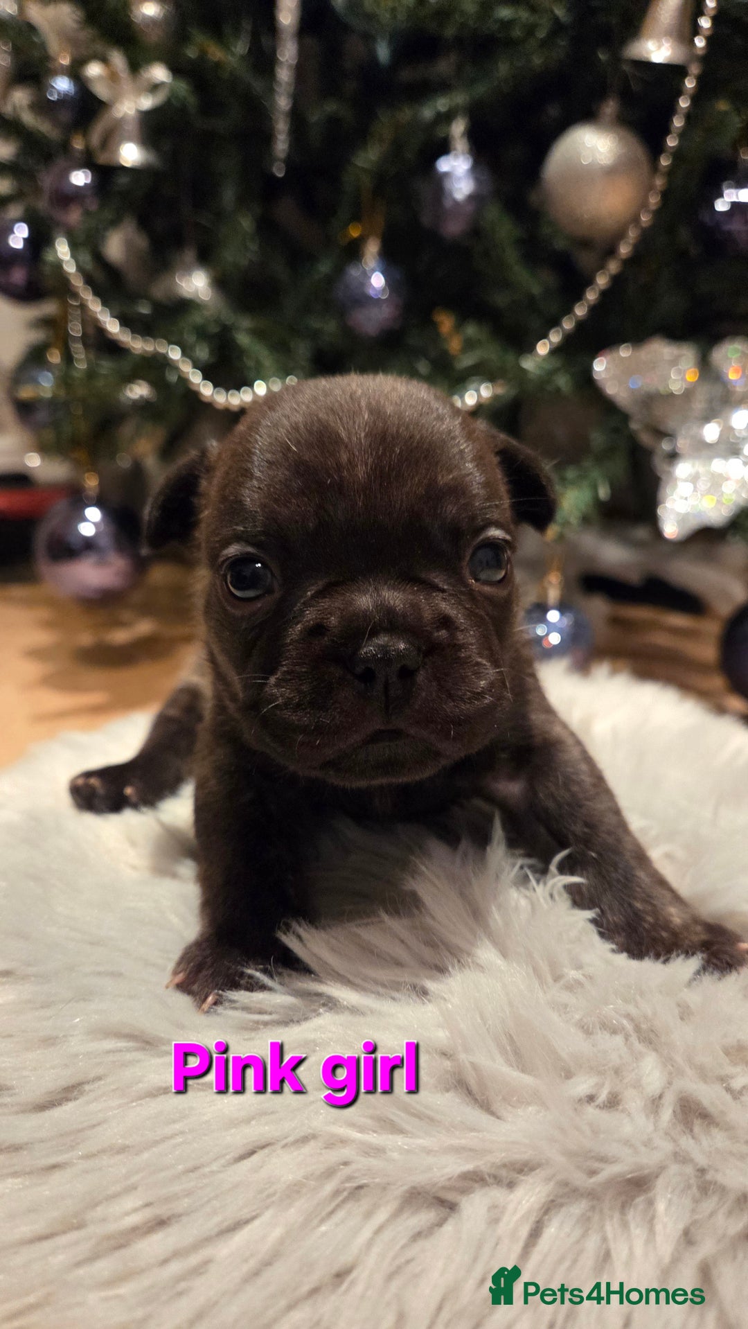 French Bulldog dogs for sale: Adorable French Bulldog puppies  - Advert 6