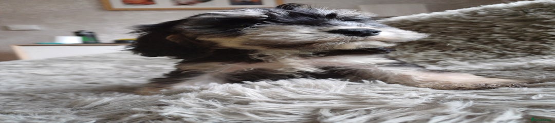 Cockapoo Puppy 6