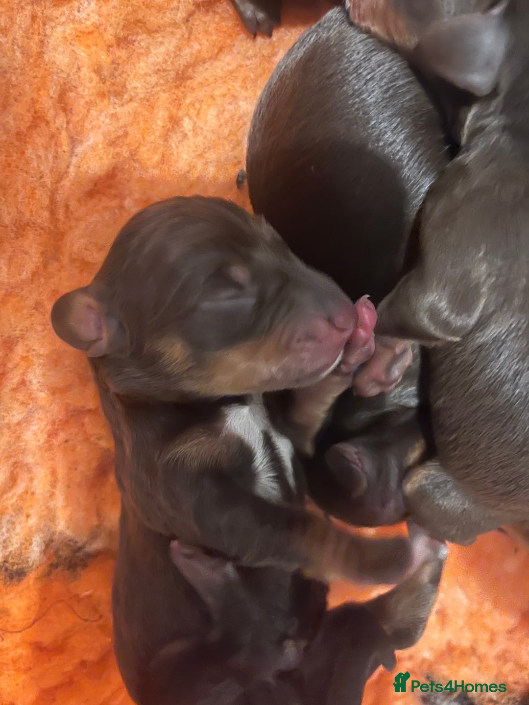 Miniature Dachshund dogs for sale: Which chocolate do you choose ?? 🍬  - Advert 3