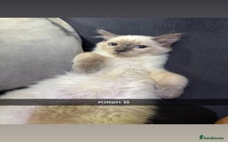 Ragdoll cats for sale: Bluepoint ragdolls  - Image 12