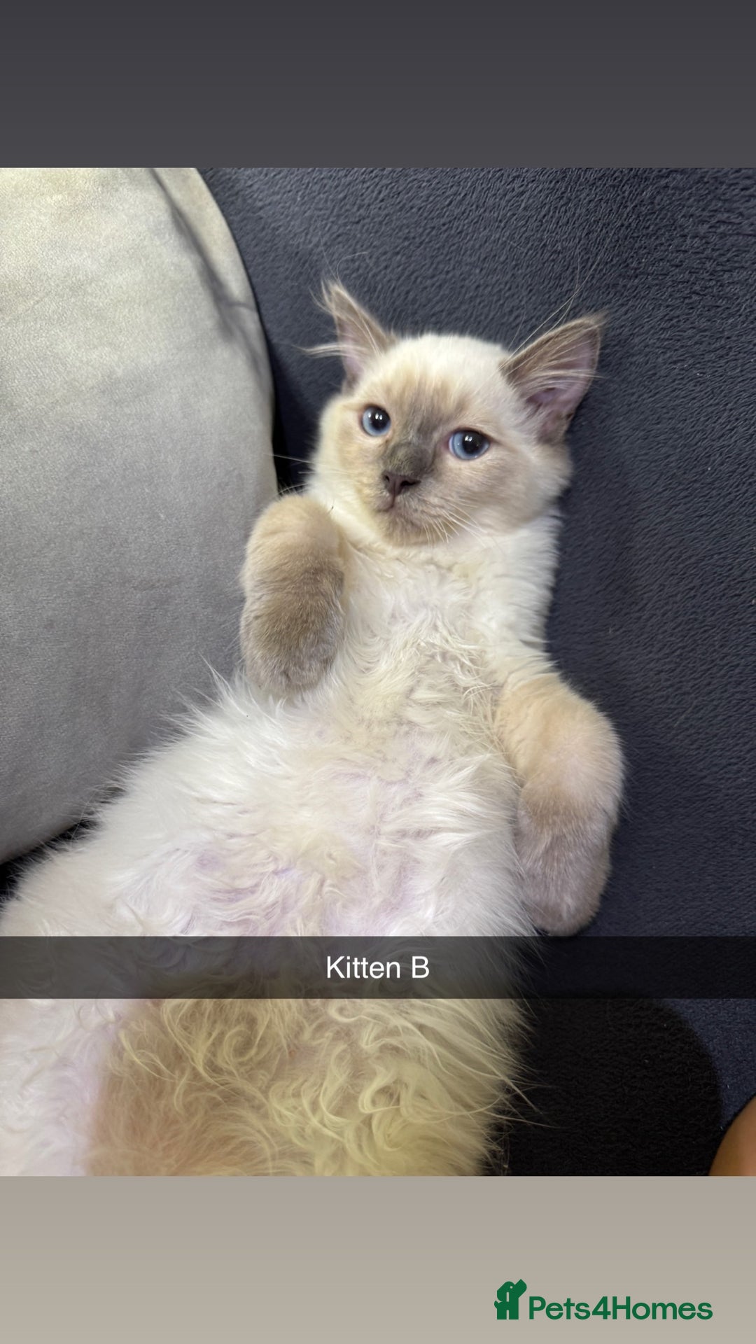Ragdoll cats for sale: Bluepoint ragdolls  - Image 12