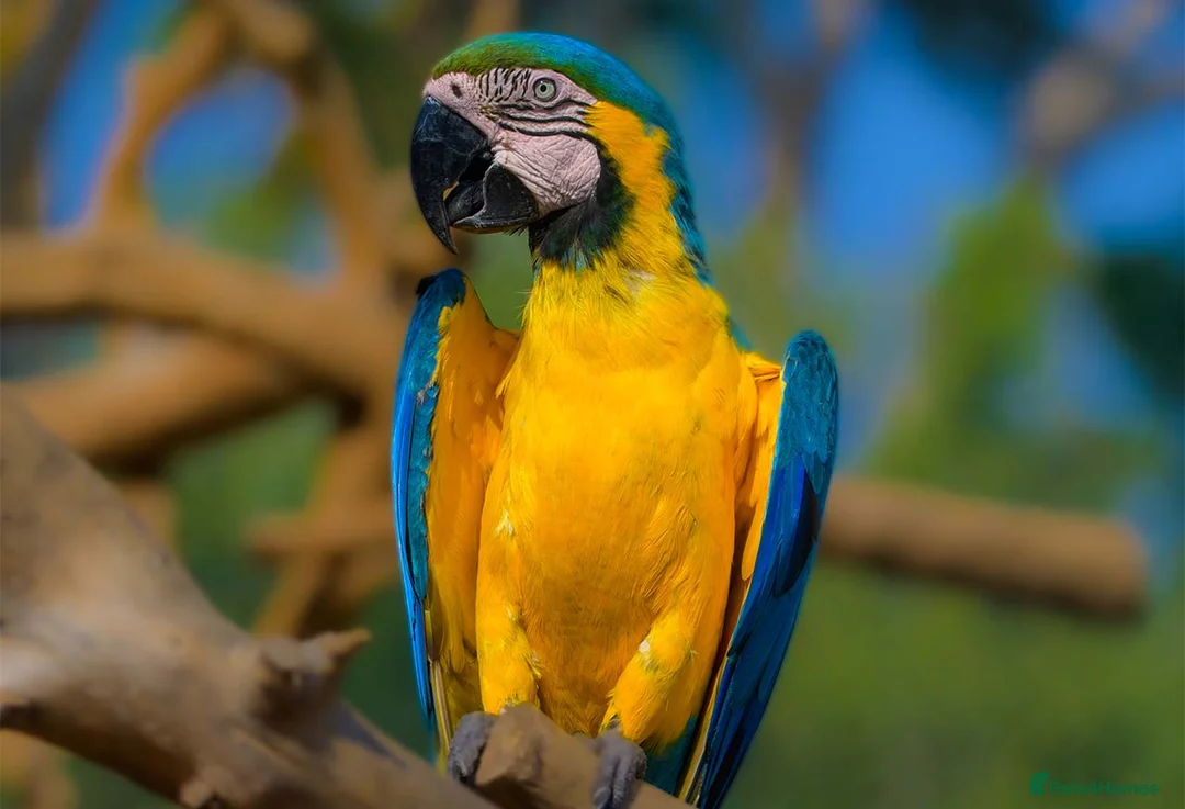 Macaws birds for sale: Blue-and-yellow macaws for sale  in Liverpool - Advert 5