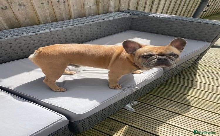 French Bulldog dogs - Advert 1