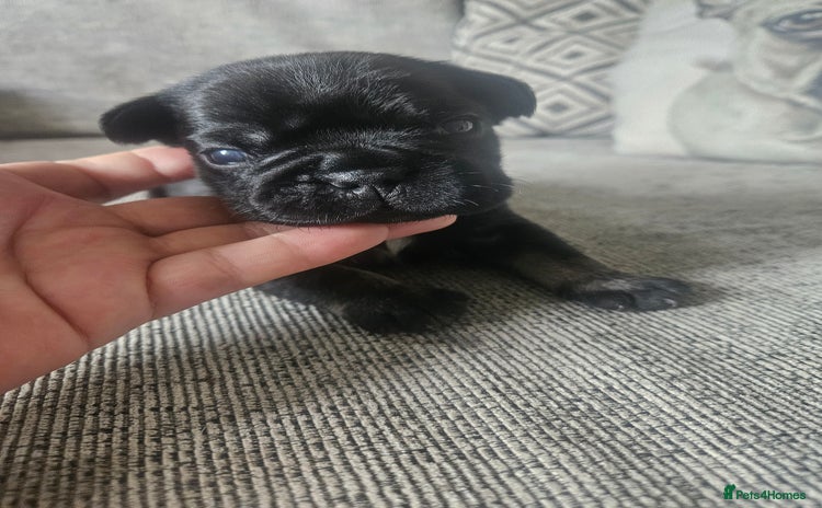 French Bulldog dogs - Advert 2
