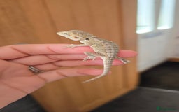 Bearded Dragon reptiles for sale: Baby bearded dragons - Image 3