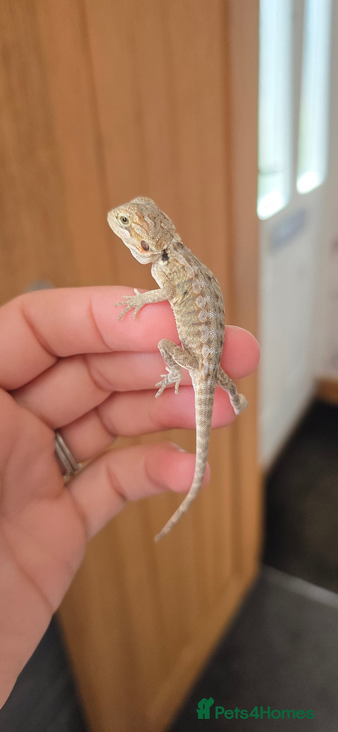 Bearded Dragon reptiles for sale: Baby bearded dragons - Image 3